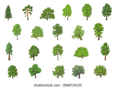 Vector illustration set of different kinds of trees with its names.