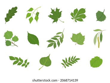 Vektorgrafik-Set aus verschiedenen Arten von grünen Blättern.