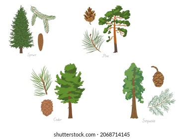 Vector illustration set of different kinds of coniferous trees with its parts and names.