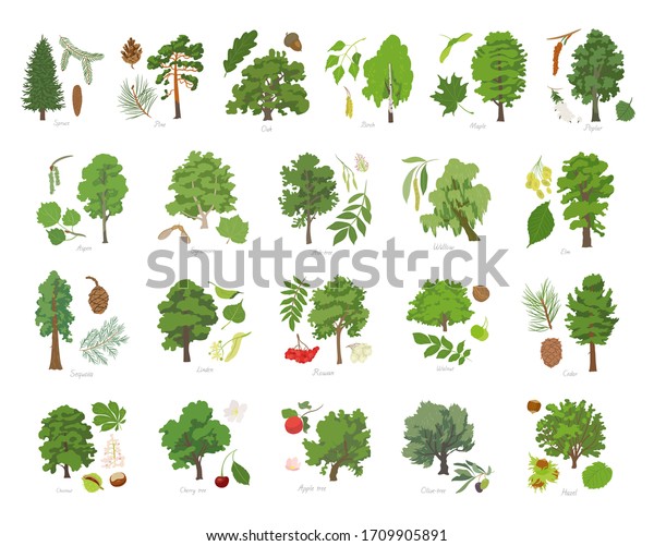 Vector Illustration Set Different Kinds Trees Stock Vector (Royalty Free) 1709905891