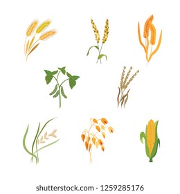 Vector illustration set of different types of cereals in flat style - various grain plants isolated on white background. Agriculture crops for eco farming organic healthy food concept.