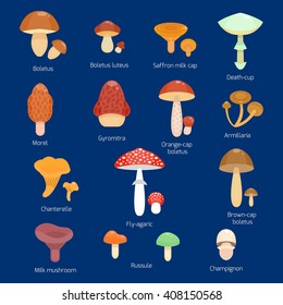 Vector illustration of set  different types of mushrooms. Cep and boletus luteus. Saffron milk cap and death cap, morel and gyromitra, armillaria. Chanterelle and champignon. Cartoon style