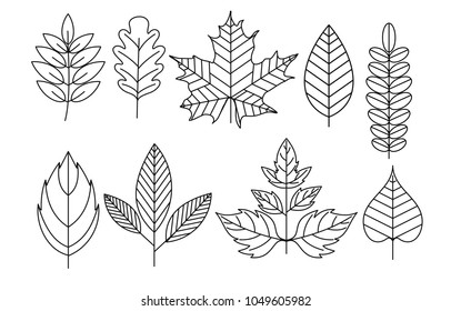 Vector illustration set of doodle leaves in line style, isolated floral elements on white background.