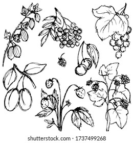 vector illustration, set of drawing in doodle style in black, branch with raspberries and leaves, berries, cherries, plums isolate on a white background