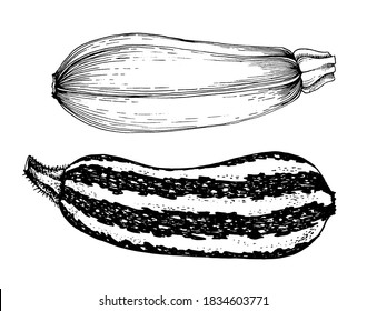 Ilustración vectorial Juego de dibujos vectoriales de zucchini y squash, gráficos en blanco y negro de estilo vintage, grabado, cocina gourmet, vegetariana, granja aislada en fondo blanco para impresión