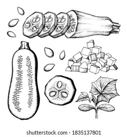 Ilustración vectorial Juego de dibujos vectoriales de zucchini y squash, gráficos en blanco y negro de estilo vintage, grabado, cocina gourmet, vegetariana, granja aislada en fondo blanco para impresión