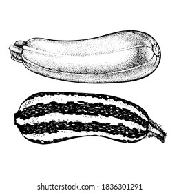 Ilustración vectorial Juego de dibujos vectoriales de zucchini y squash, gráficos en blanco y negro de estilo vintage, grabado, cocina gourmet, vegetariana, granja aislada en fondo blanco para impresión