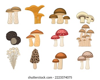 Vector illustration of a set of edible and inedible mushrooms.