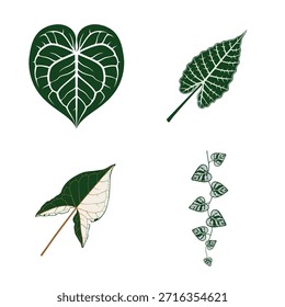 Vector illustration set of elephant ear leaves with bold shapes and veins, inspired by Alocasia, Caladium, and Colocasia tropical foliage.