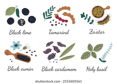 Vector illustration set of exotic spices, black lime, tamarind, zaatar, black cumin, black cardamom, and holy basil. Plant parts and ground blends. Perfect for culinary, kitchen, and food designs