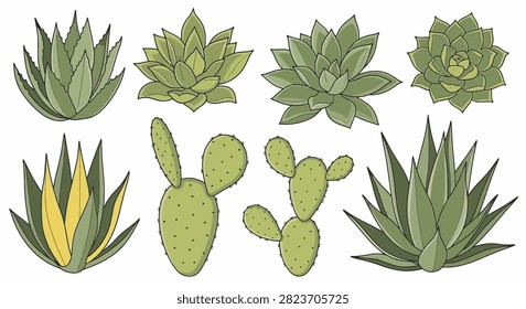 Vector illustration set featuring eight desert plant species, including various succulent rosettes, prickly pear cacti, and agave foliage with green and yellow tones on white.