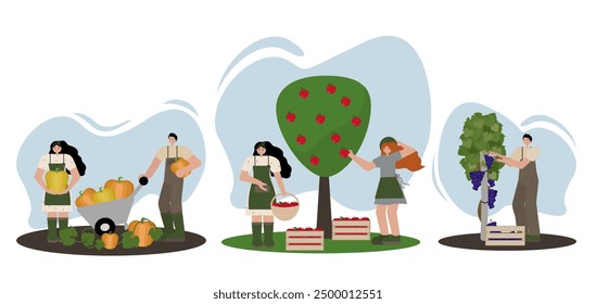Vector illustration set featuring people harvesting pumpkins, apples, and grapes in flat style on white background. Perfect for seasonal designs, autumn festival promotions and educational materials