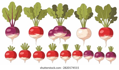 Vector illustration set featuring various radish types like red, purple, and white globe cultivars with fresh green leaves, isolated on white background for culinary or gardening design.