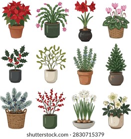 Vector illustration set of festive winter house plants in pots including poinsettia, mistletoe, amaryllis, christmas cactus, rosemary, paperwhite narcissus, and pine branches isolated on white background.