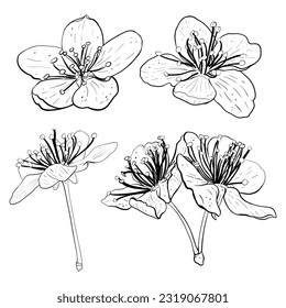 Vector illustration set of five flowers of cherry, sakura, apple, plum, wild cherry plum, bird cherry. Black outline of petals, graphic drawing. For postcard, design and composition, printing, sticker