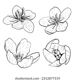 Vector illustration set of four flowers of cherry, sakura, apple, plum, wild cherry plum, bird cherry. Black outline of petals, graphic drawing. For postcard, design and composition, printing, sticker
