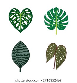 Vector illustration set of four tropical houseplant leaves, featuring Monstera and Begonia varieties, ideal for botanical design, decor, and prints