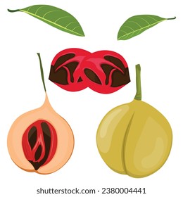 Vector illustration set of fragrant nutmeg fruit and seed in cartoon flat style design. Raw fruit herb. Ground seasoning nut. Dried seeds and fresh mace fruits herbal ingredient, cooking flavor. 