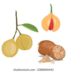 Ilustración vectorial conjunto de frutos de nuez y semilla aromáticos en diseño de caricatura de estilo plano. Hierba de fruta cruda. Nuez de condimento en tierra. Semillas secas e ingredientes de hierbas aromáticas con frutos de macia frescos, sabor a cocina. 