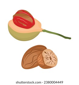 Vector illustration set of fragrant nutmeg fruit and seed in cartoon flat style design. Raw fruit herb. Ground seasoning nut. Dried seeds and fresh mace fruits herbal ingredient, cooking flavor. 