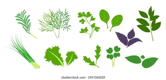Vector illustration of a set of Fresh green vegetables, seasonings for cooking in a flat style. Drawn image of dill, basil, mint, green onions, arugula, parsley, spinach, bay leaf, microgreens, lettuc