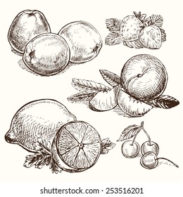 The vector illustration "set of fruits" for design
