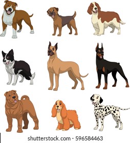 Vector illustration, set of funny purebred dogs, on a white background