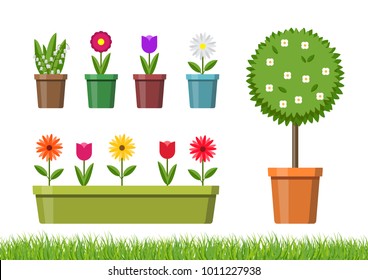 Vector illustration. Set of garden plants in pots.