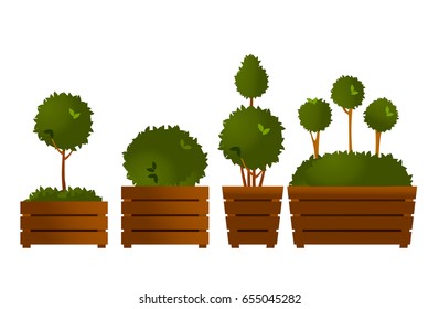Vector illustration set of garden seedlings tree in boxes topiary