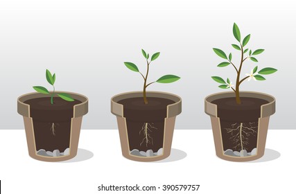 Vector Illustration Set Of Gardening Elements. Seedling. Phases Of Growth Of A Plant With The Roots And Shoots. Rooted Sprout In Flowerpot. Concept Of  Handled With Care