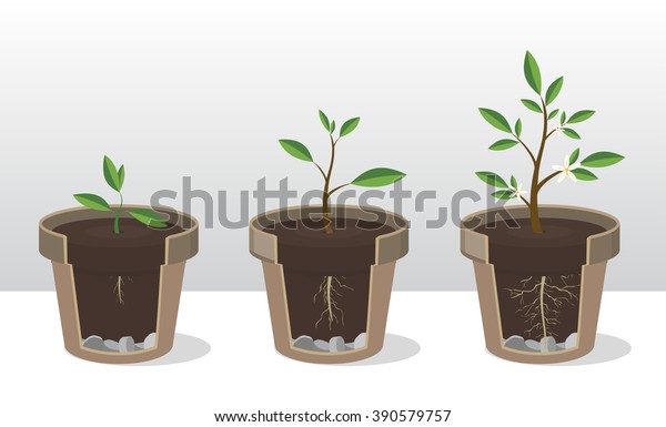 ガーデニングエレメントのベクターイラストセット 苗 植物の根と芽の成長の段階 植木鉢に根を張った芽 取り扱いに注意する考え方 のベクター画像素材 ロイヤリティフリー