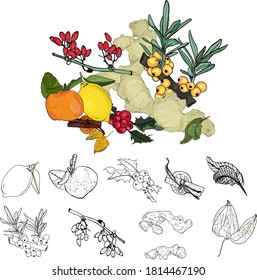 Vector illustration set ginger, lemon, barberry, ginger, fezalis, sea buckthorn, lemon. Illustration of hot drinks for printing on clothes, menus, prints, postcards, wrapping paper