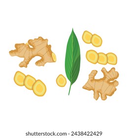 Vector illustration set of ginger root in cartoon flat style. Ginger rootcollection set. Artistic style colorful aromatic. Herbal spice. Detox food ingredient, natural herb plant, whole, sliced