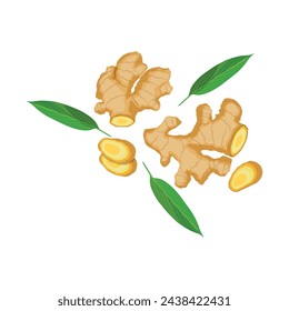 Vector illustration set of ginger root in cartoon flat style. Ginger rootcollection set. Artistic style colorful aromatic. Herbal spice. Detox food ingredient, natural herb plant, whole, sliced