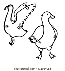 Vector illustration set with goose and duck. Handy drawn cute duck, goose. Cartoon doodle domestic birds.