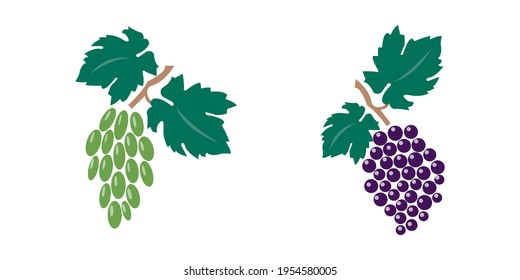 Vector Illustration of set of grapes - bunch of grapes with leaves - black and color icons on white background. Illustration isolated, easy to edit and ready to use. A collection in various drawings