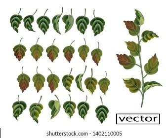 vector illustration set of green and autumn leaves with red spots on a tree branch and separately
