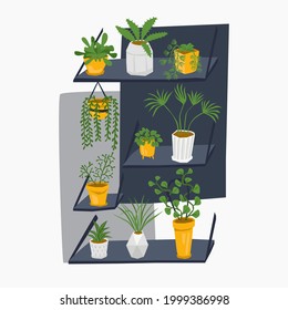 Ilustración vectorial con un conjunto de plantas de casas verdes en macetas en repisas colgadas. El concepto crece, el cuidado de las plantas domésticas, la botánica, la decoración. Se puede usar como elementos separados para afiches, banners