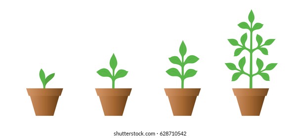 Vector illustration of a set of green icons - plant growth phase in a pot isolated on white background
