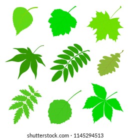Vector illustration the Set of green leaves.