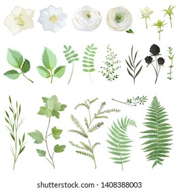 Vector illustration set of green leaves and flowers isolated on white background. Watercolor summer and spring plant collection. Botanical elements for wedding, cards, banners