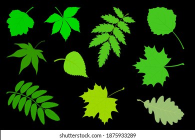 Vector illustration the Set of green leaves.