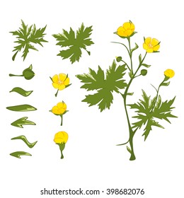 Vector Illustration of a Set of Green Leaves and Flowers
