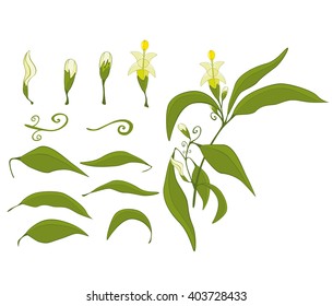 Vector Illustration of a Set of Green Leaves and Flowers
