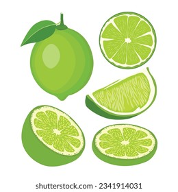 Ilustración vectorial de limón verde al estilo de las caricaturas. Fruta fresca de cal sana con hoja colgando en rama.  Partes enteras y rebanadas de la imagen del cítrico verde. Imagen de limón de elementos para logotipo, icono.