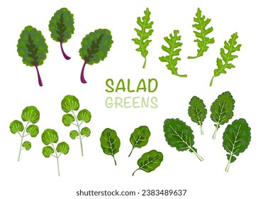 Iconos de la ensalada verde: berenjena, kale de bebé, espinacas, arugula y chard. Conjunto de ilustraciones de hojas de lechuga vectorial de dibujos animados, fondo blanco.