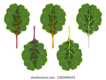 Vector illustration set of green salad vegetables, multi-colored chard. Cartoon vector set of illustrations of lettuce leaves, white background.