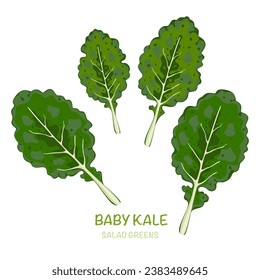 Vector illustration set of green salad icons baby kale. Cartoon vector set of illustrations of lettuce leaves, white background.