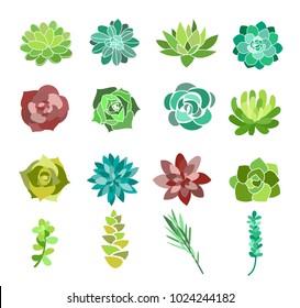 Vector illustration set of green succulent and cactus flowers. Desert plants top view isolated on white background. Vector illustration.
