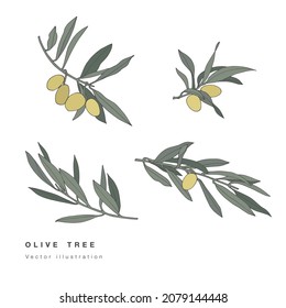 Ilustración vectorial conjunto de ramas de oliva dibujadas a mano. Composición con aceitunas. Fondo floral